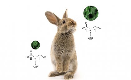 Clostridium autoethanogenum was originally discovered in rabbit droppings